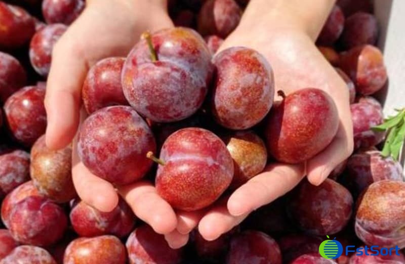 plum grader.jpg plum grader.jpg